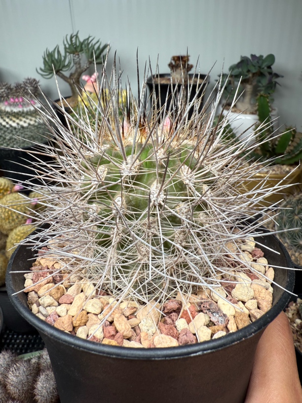 伏龙玉实生强刺仙人球盆口尺寸11.5