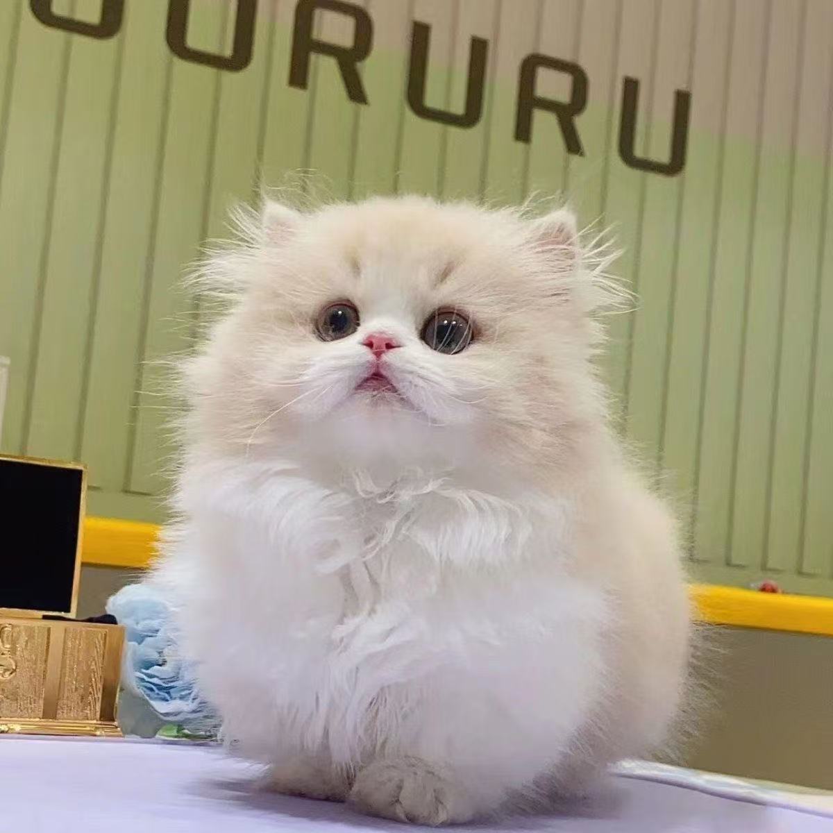 拿破仑矮脚金渐层蓝胖子一对一挑选