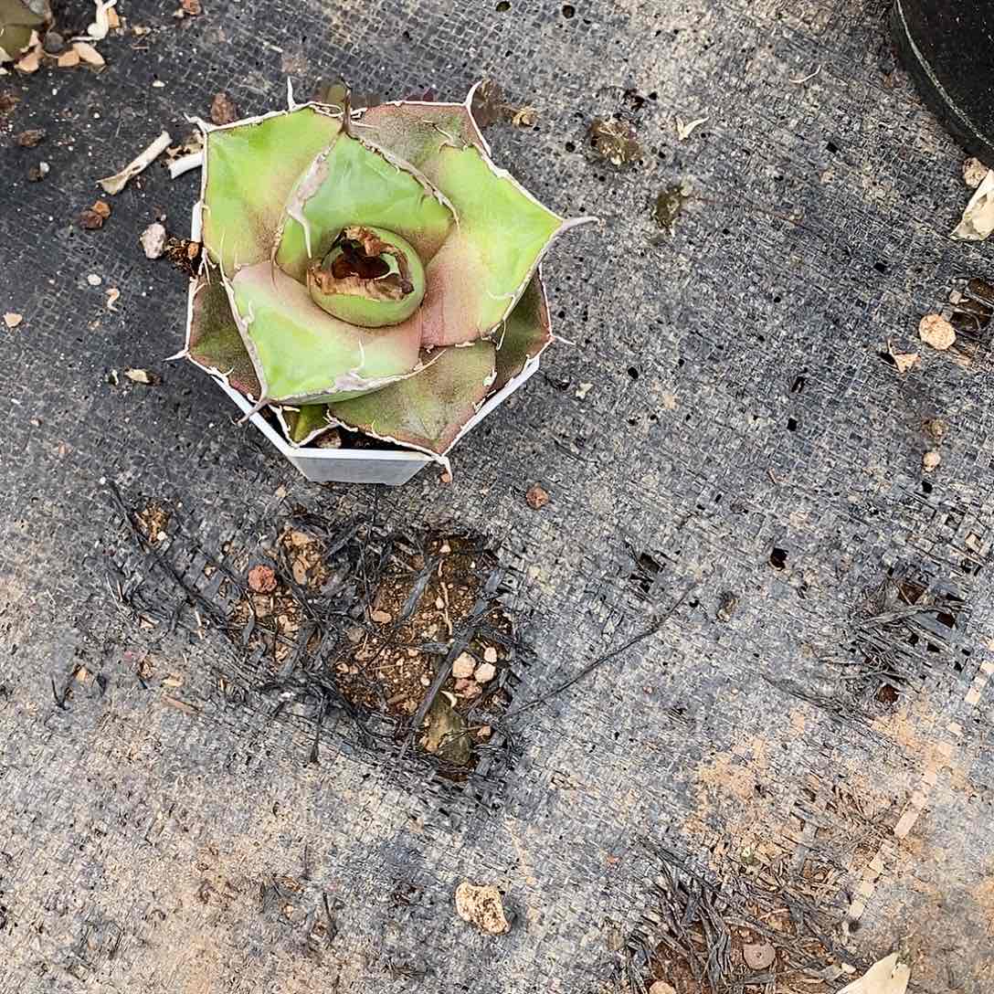 多肉植物龙蛇兰植物