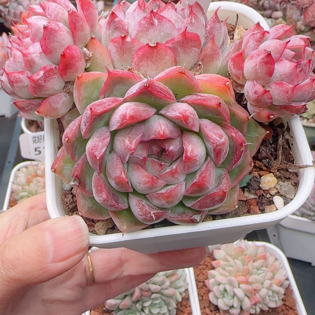 丫**多肉植物5121…………..