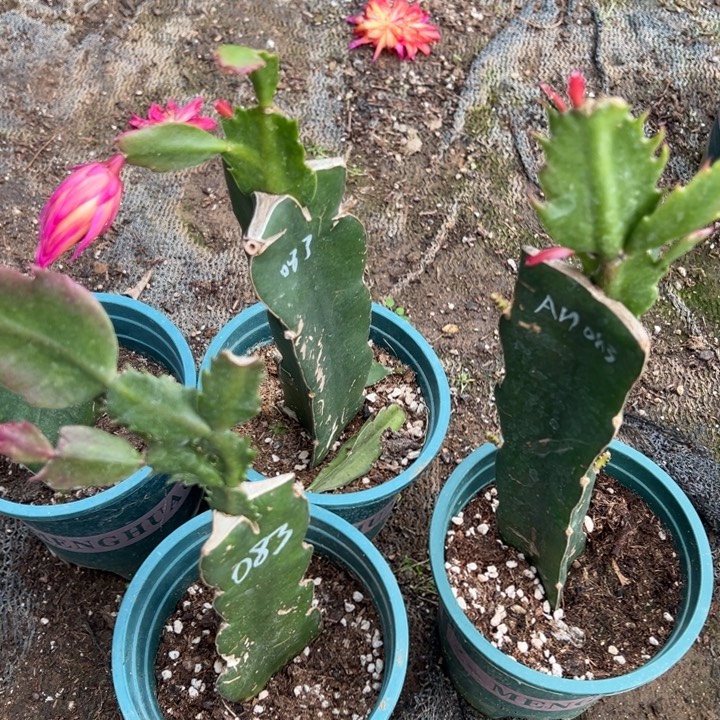 59号083三色复色大花，