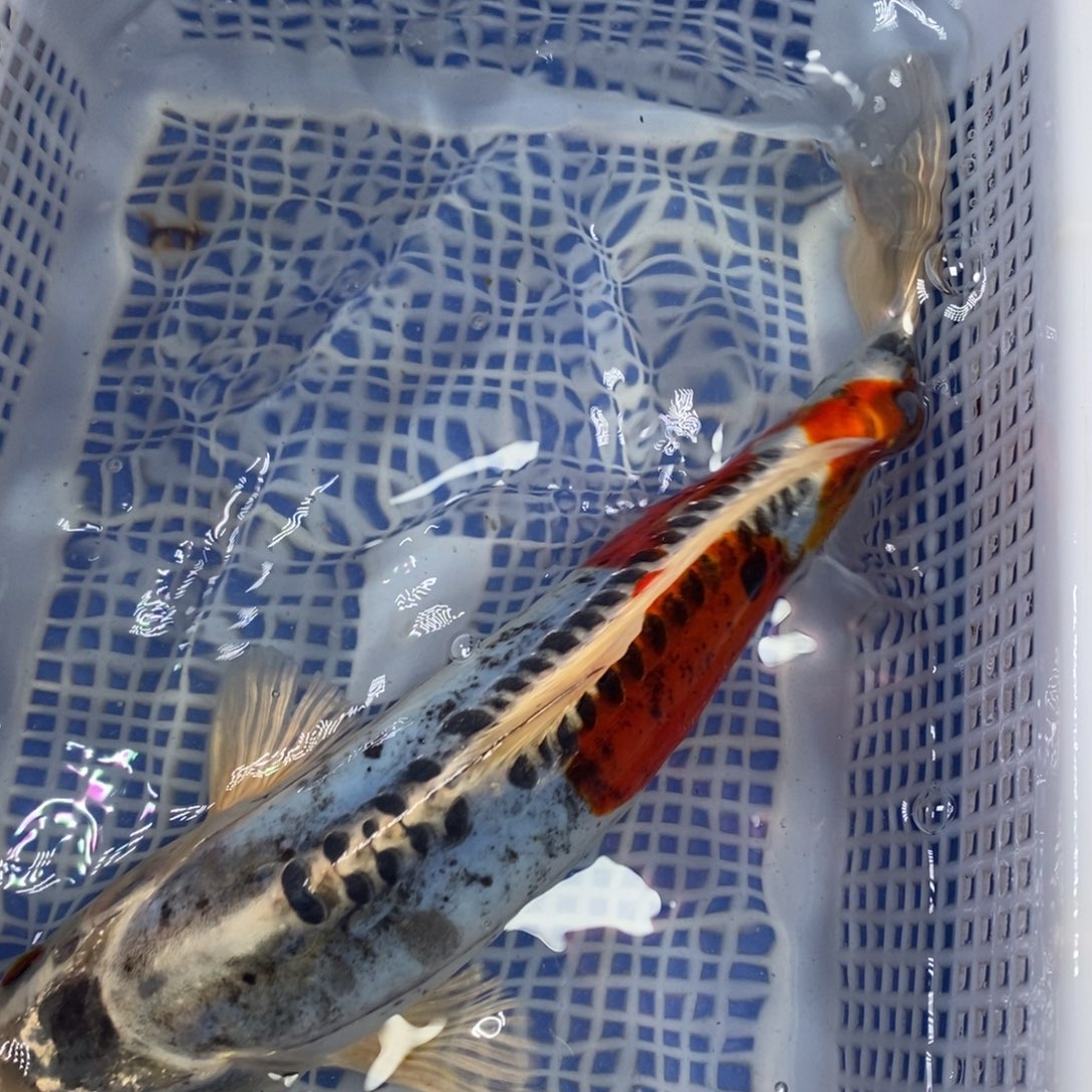 锦鲤冷水锦鲤包邮