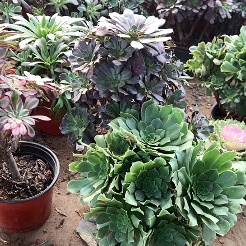2棵玫瑰玫瑰玫瑰