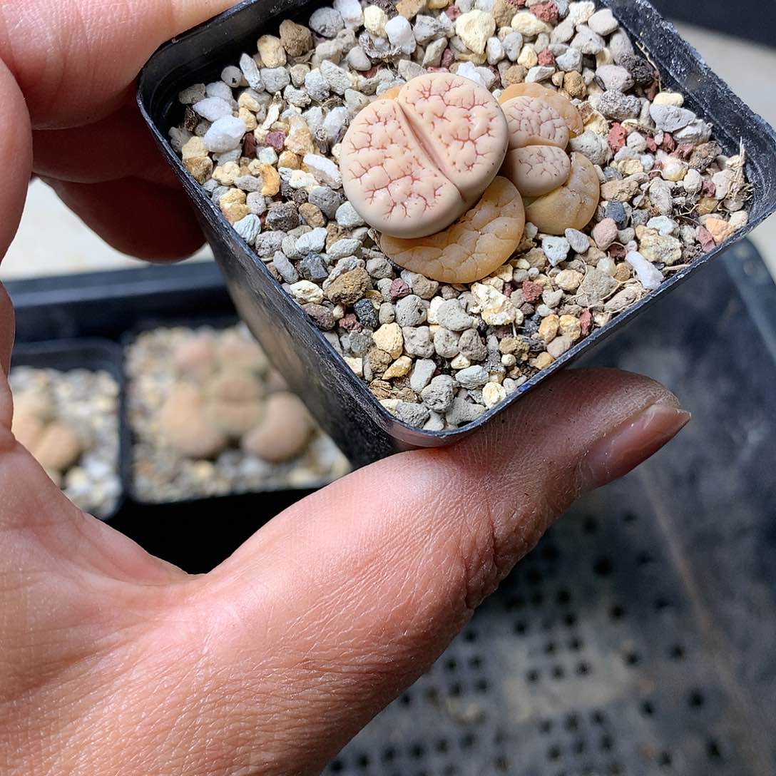 A192多肉植物保护研究所