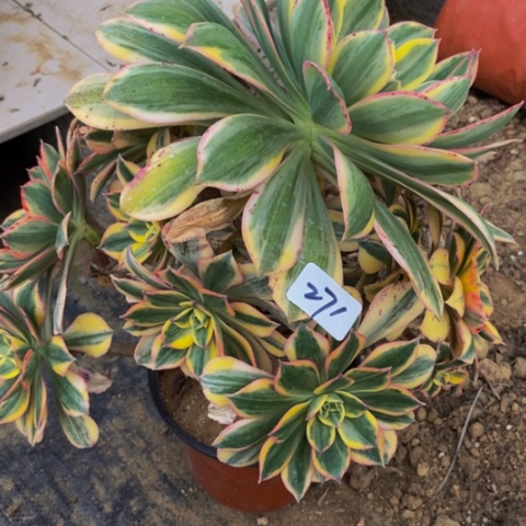 灿烂会黑斑多肉植物271多肉不包断