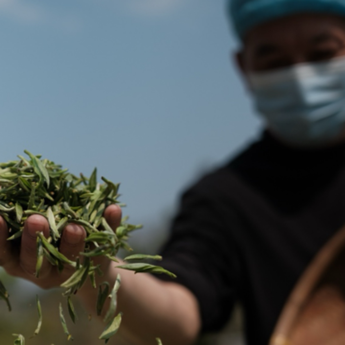 福鼎白茶白毫银针贡眉白牡丹饼1克临时分享