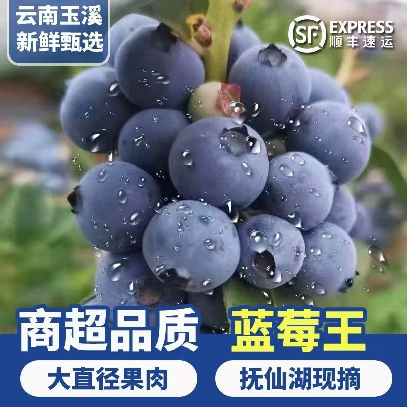 【植迷不误】云南澄江抚仙湖高山蓝莓果王礼盒顺丰空运老人小孩辅食