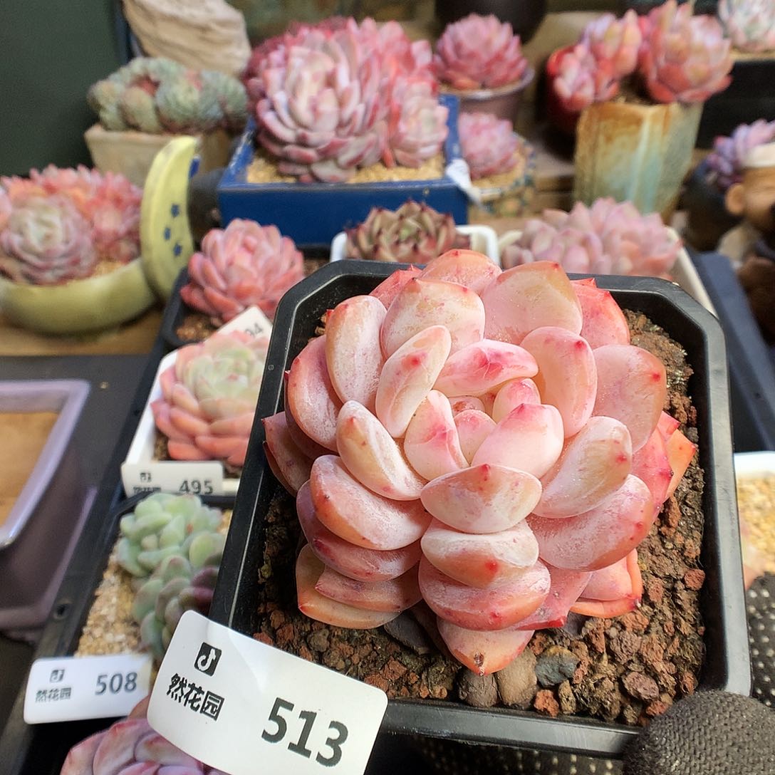 513雪天使多肉植物666