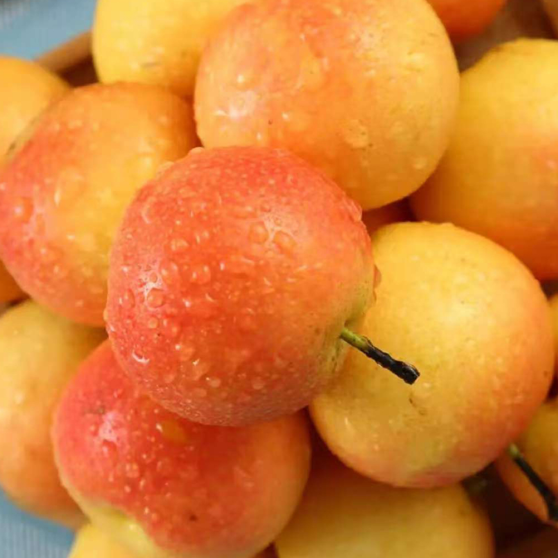 鞍山南果梨新鲜应季水果东北特产酒香软糯薄皮多汁