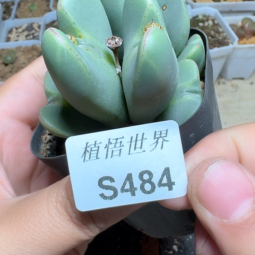 484号多肉植物哇f g