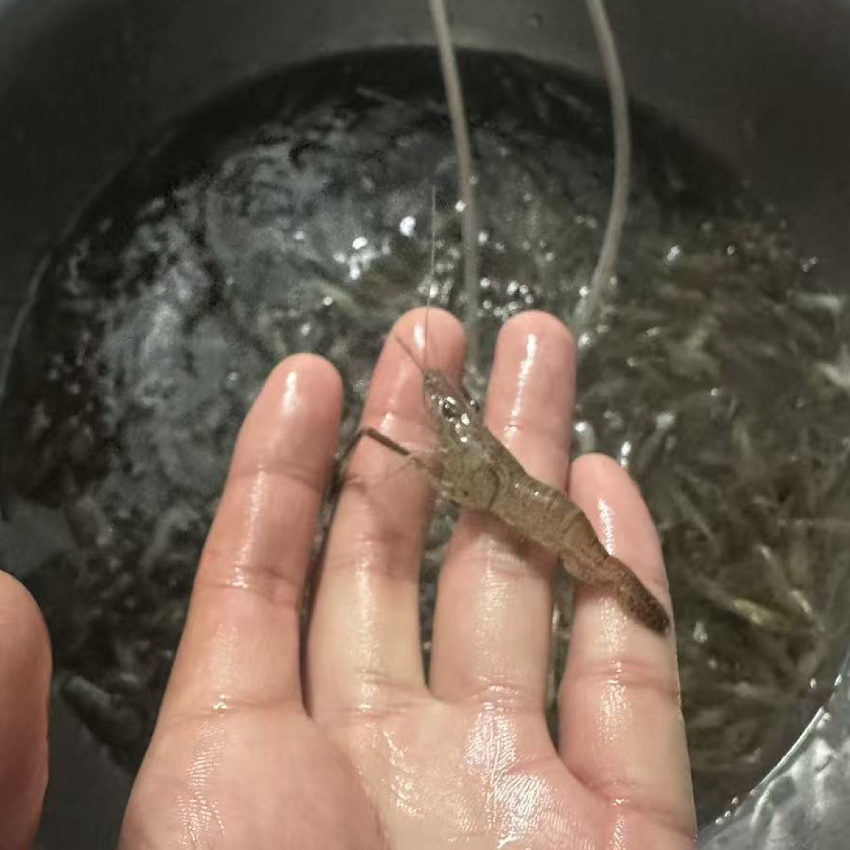 五淮村非养殖小河虾SF包邮