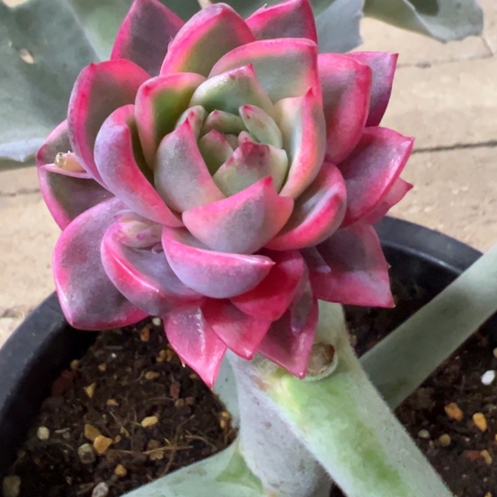 9***长紫水晶锦抵扣紫薯锦180