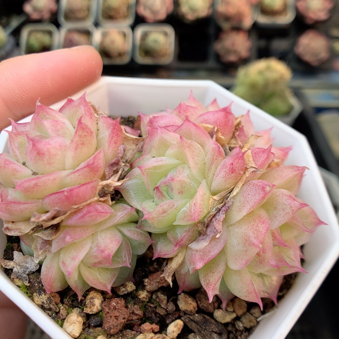 R140两颗，20包邮两天凑单偏远不发货