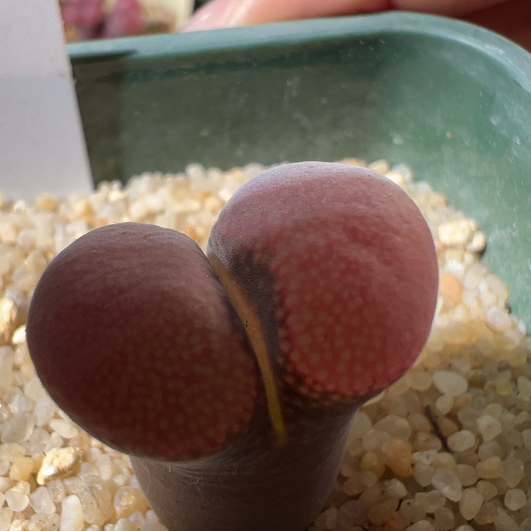 c10大母本。柏实花园