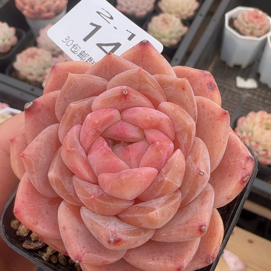 草莓冰魄单头一颗脱土