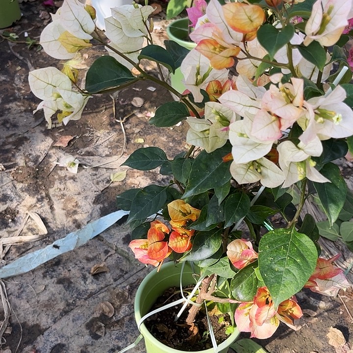 无花朵三角梅陆离