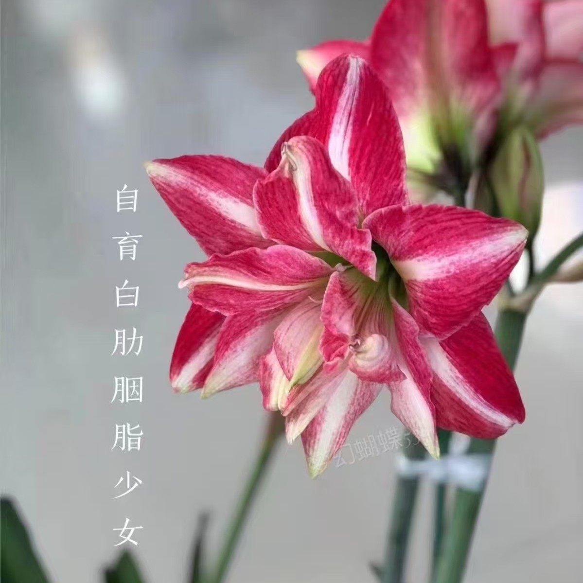 朱顶红 【胭脂少女】  只包对版，不包后期养护！