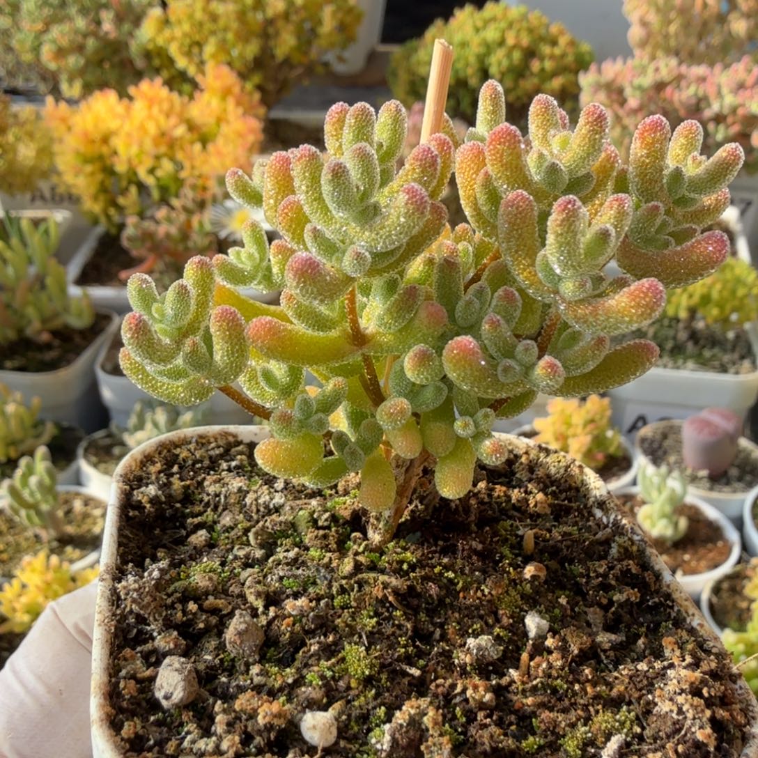 A952黄冰闪闪28元包邮