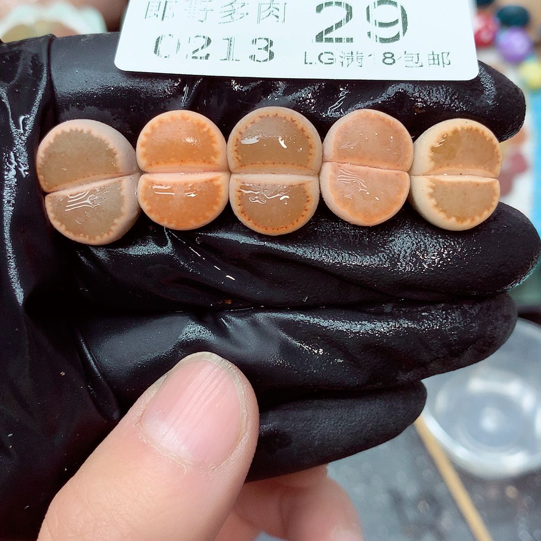 郎哥多肉生石花13-29