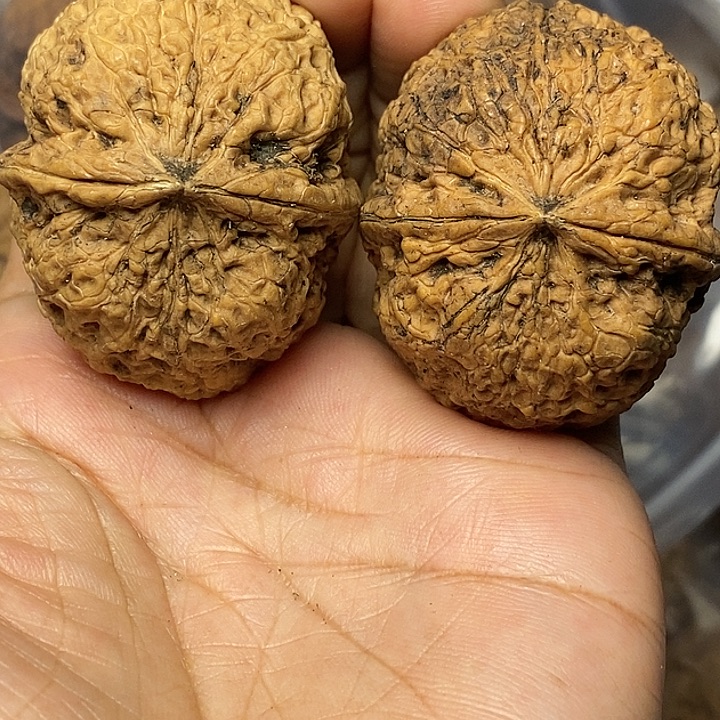 把件文玩核桃云南铁核桃36