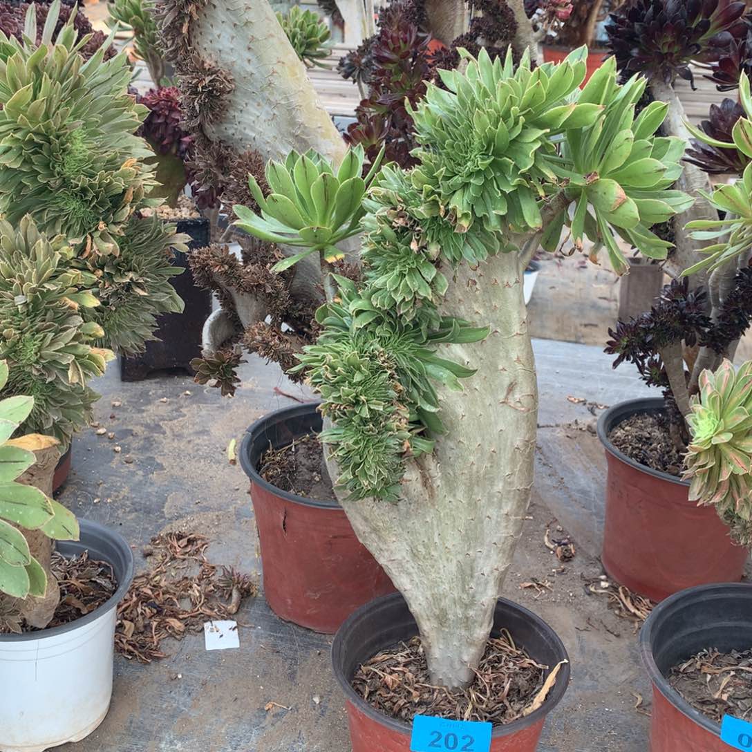 202原始绿海马一颗