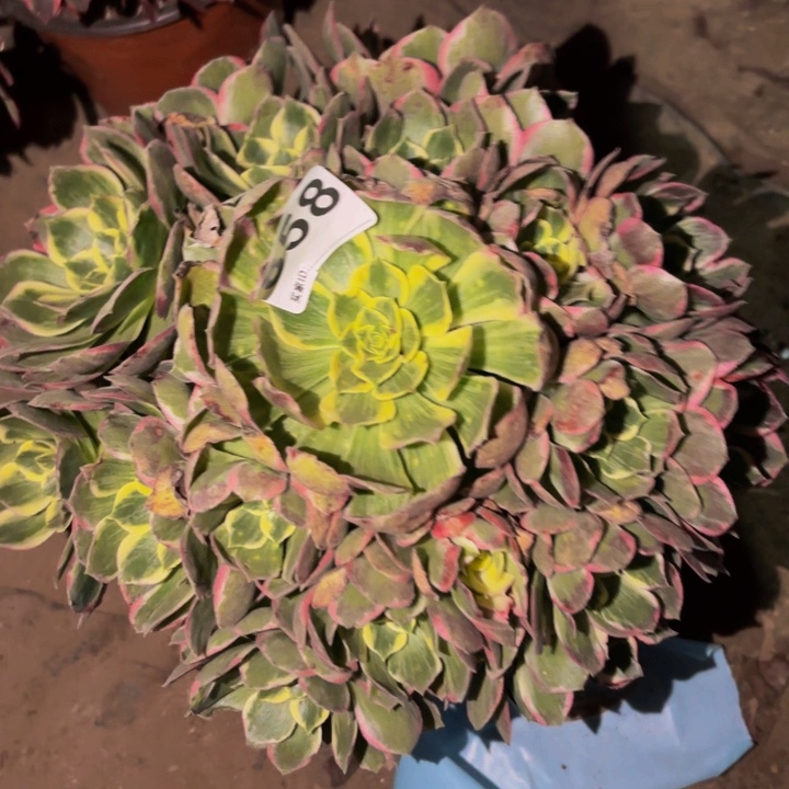 858海王多肉植物不售后