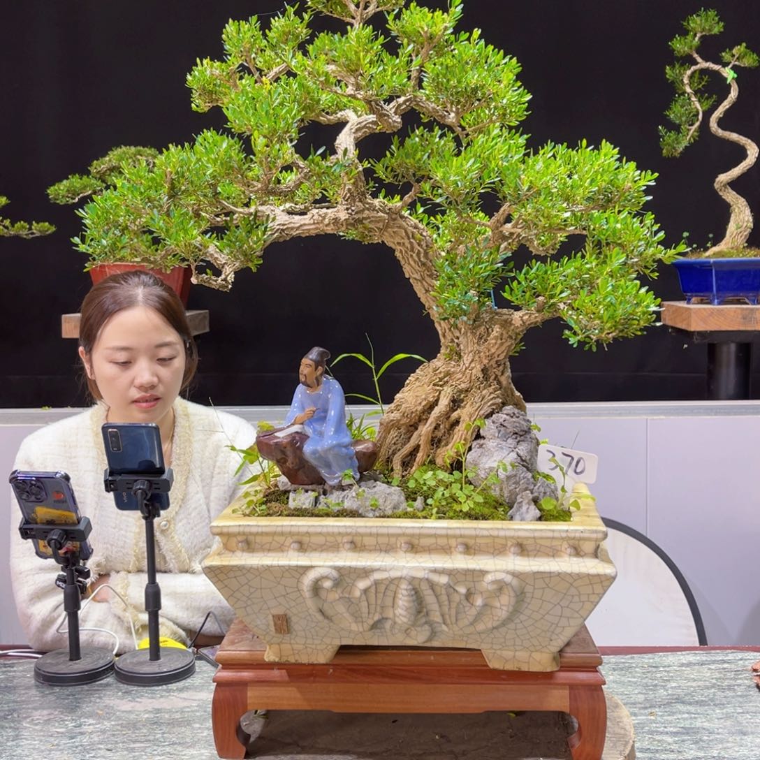 四季常青老桩黄杨盆景