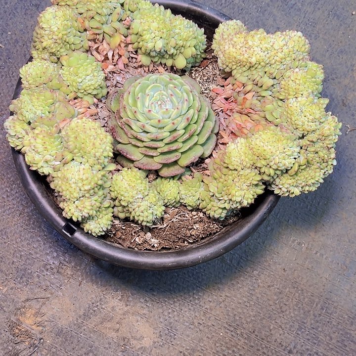 罗*蓝1物1拍白胖子88。  