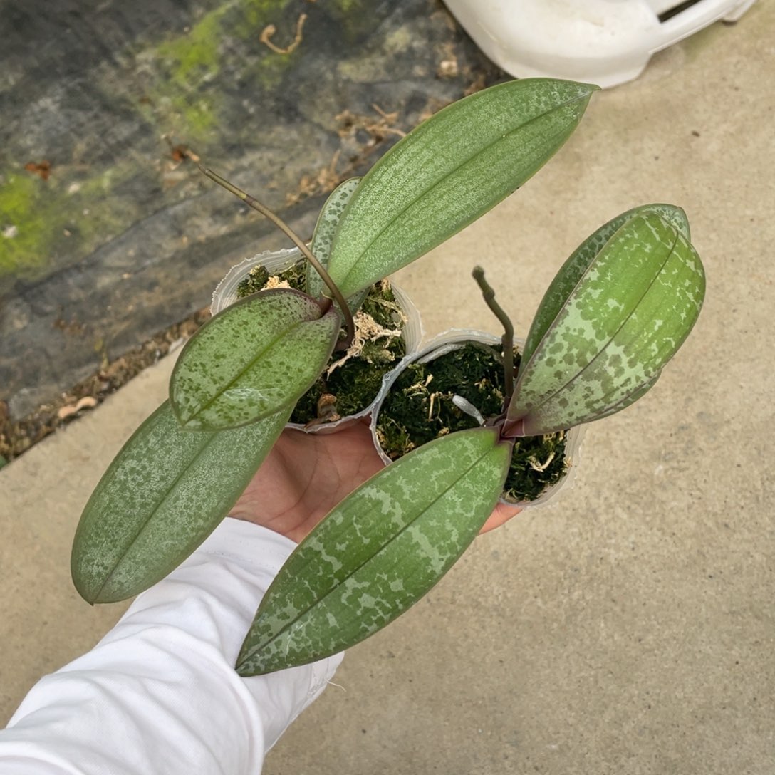 当前无花栽培后可以开花2.5西交黄史（会侧芽）