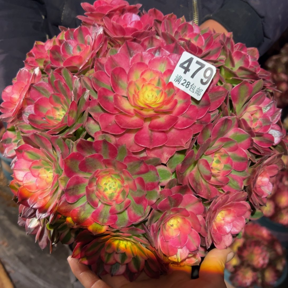 天***6多肉植物479荔枝得