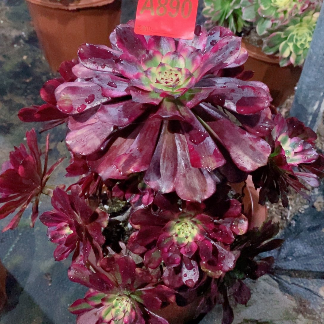 美姬890多肉111111