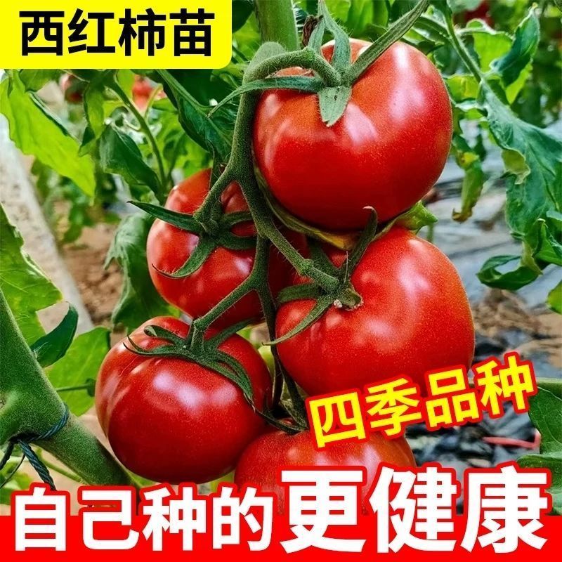 【高产】紫茄子苗批发农户紫色长茄苗烧烤茄苗四季蔬菜苗庭院阳台
