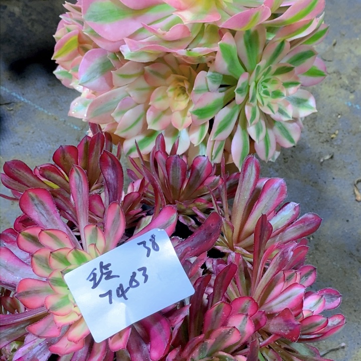 粉女巫加红彤表白一组