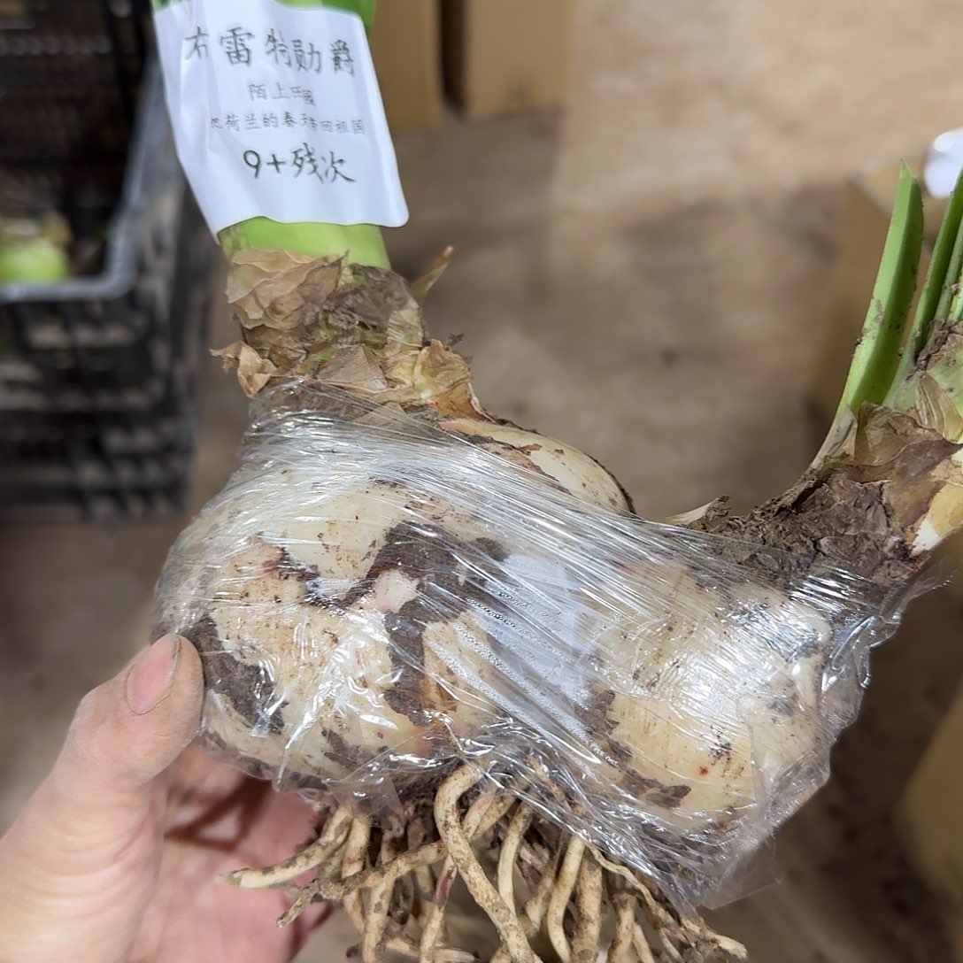 布雷特勋爵9+残次开花球