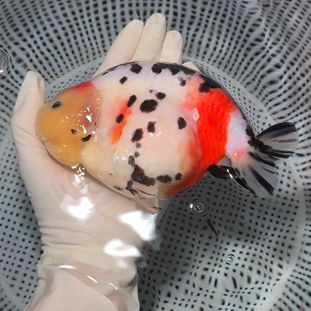 金鱼精品高货兰寿