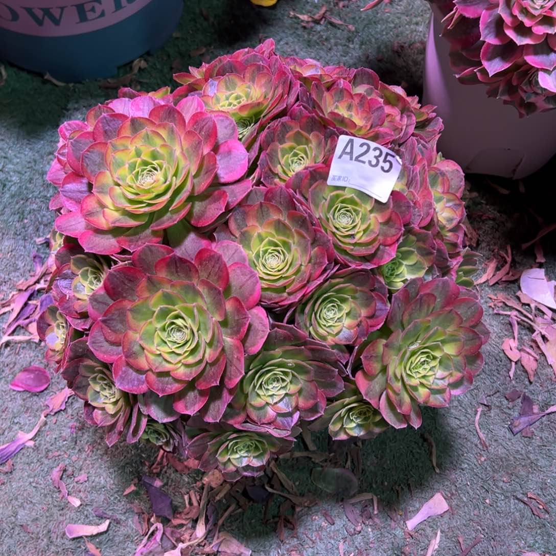 235奶白法师多肉植物