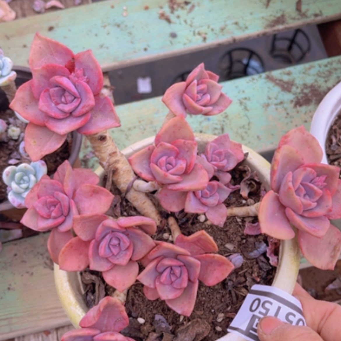 【闪购商品】彩虹糖05150