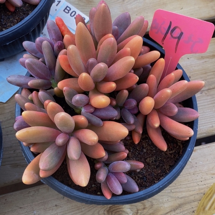 这么大岁数怎么会长出