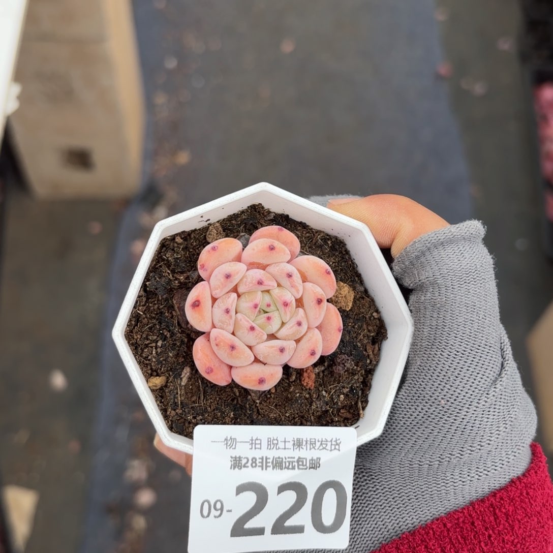 雪爪多肉多肉多肉多肉