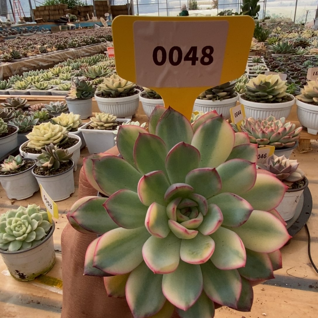 0048雨燕座哈哈哈