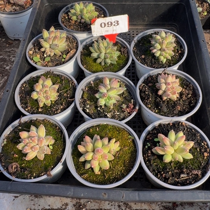 093多肉植物一物一拍