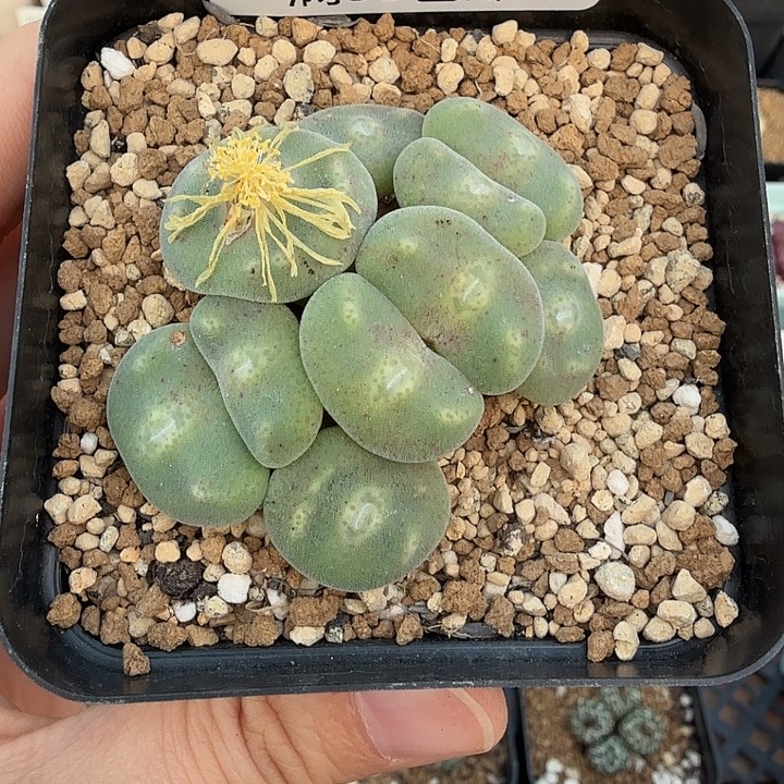 毛饼杂绿豆糕10头 带盆发