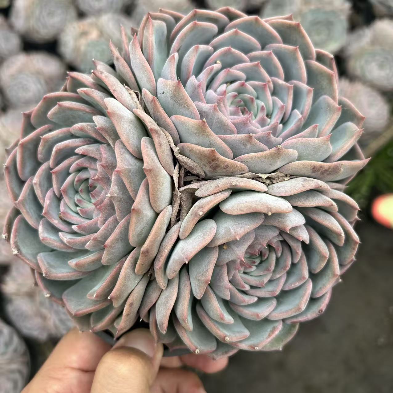 三头起皮卡丘     多肉