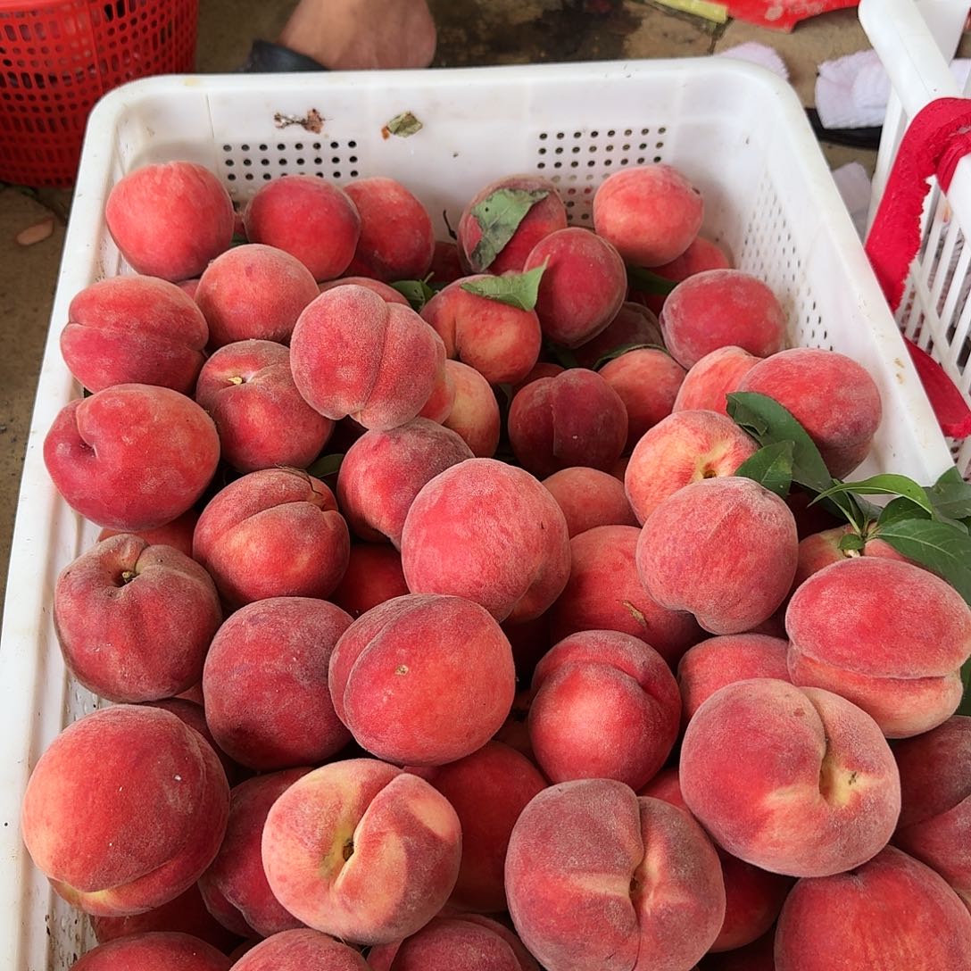 孙老师的脆桃5斤中国大陆