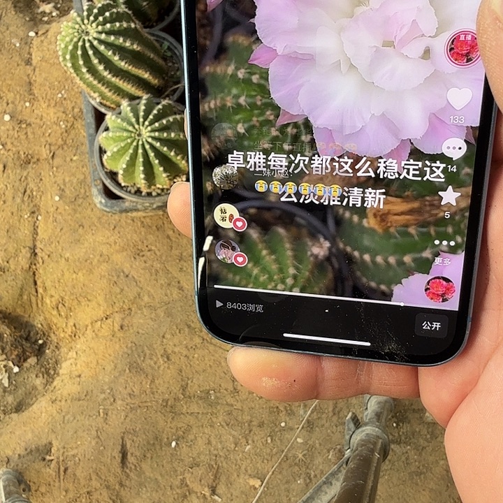 仙人球彩草歪卓雅根