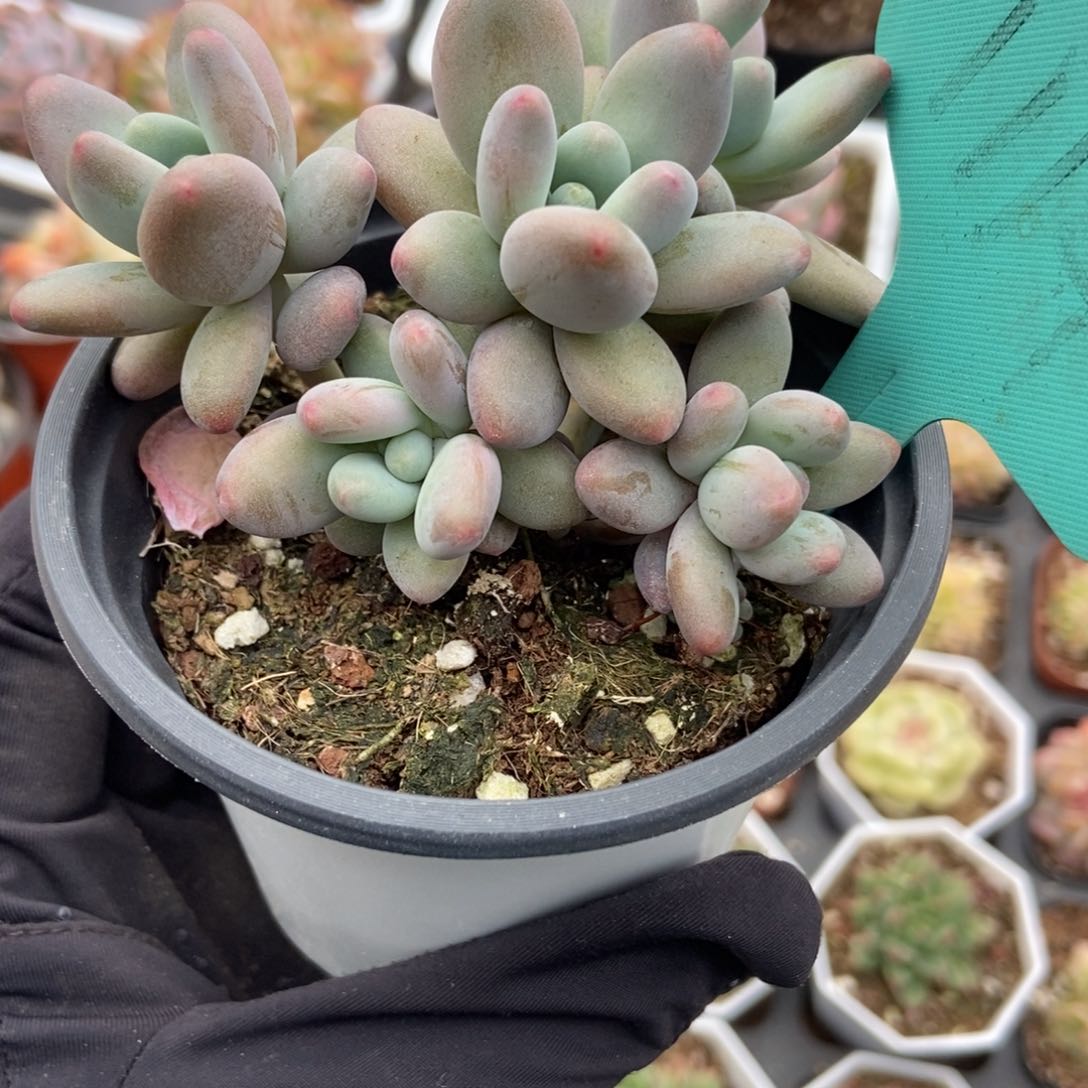 1114苹果奶多肉植物