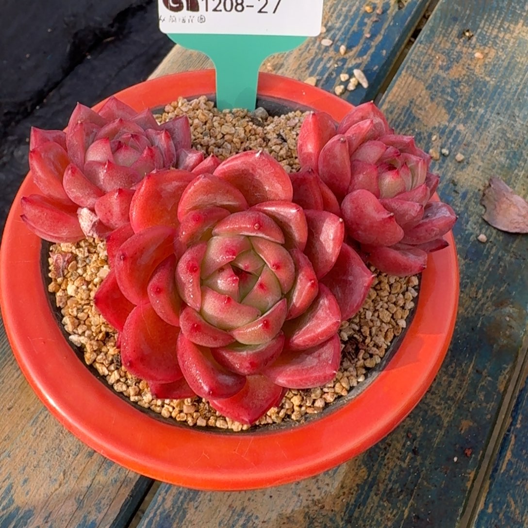 从前慢多肉精选编号1208.27