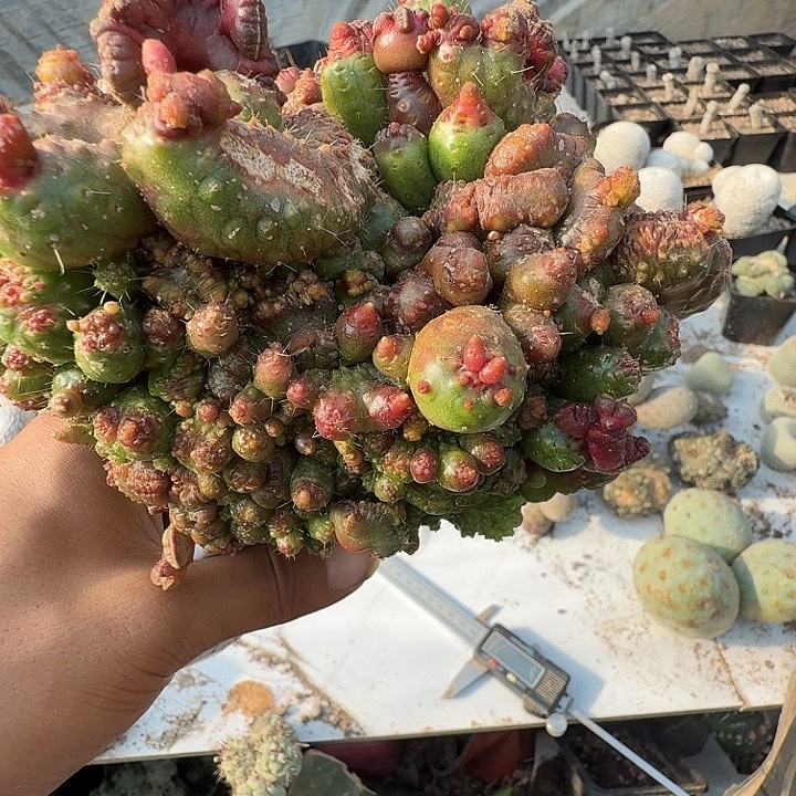 高砂坠化仙人球0086