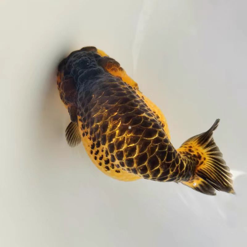 直播间链接福州渔场直销兰寿金鱼观赏鱼商品鱼宠物鱼淡水鱼泰狮