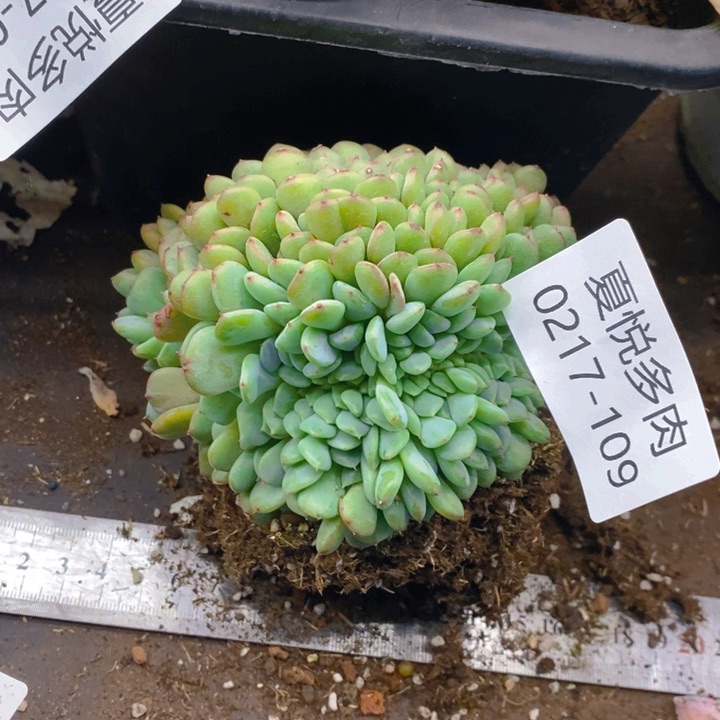 夏悦多肉 0217-109白胖子缀